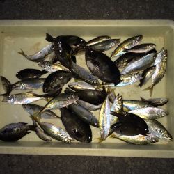 和歌山マリーナシティ海釣り公園　サビキでア…