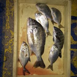 マリーナシティ海釣り公園　紀州釣りでキビレ…