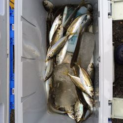 マリーナシティ海釣り公園　サビキでアジの釣…