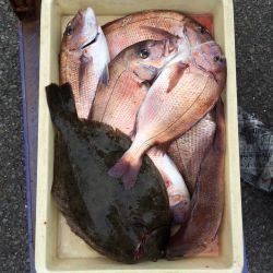 マリーナシティ海洋釣り堀　マダイ＆ヒラメの…