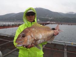 神戸市立須磨海づり公園　マダイ60cm！