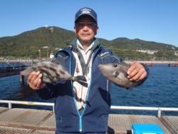 神戸市立須磨海づり公園 良型ウマヅラハギをキャッチ