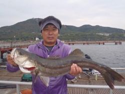 神戸市立須磨海づり公園 ノマセでスズキ80…