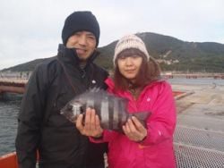 サビキでイシダイ　神戸市立須磨海づり公園