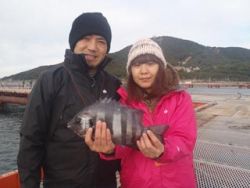 サビキでイシダイ　神戸市立須磨海づり公園