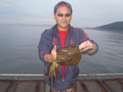 神戸市立須磨海づり公園　エギングでアオリ