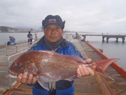 神戸市立須磨海づり公園　マダイにスズキ！