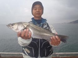 神戸市立須磨海づり公園　ハネ55cm！