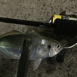 鱗付け完了！！