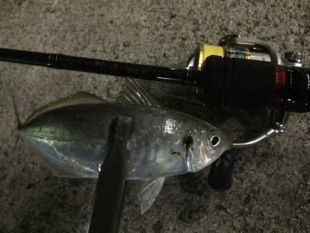 鱗付け完了！！