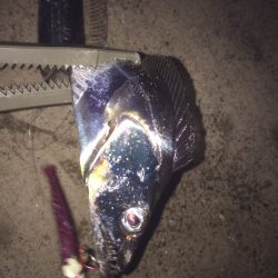 群れは小さいけれど(^^)