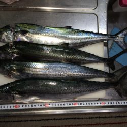 ジギングでサゴシ