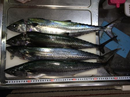 ジギングでサゴシ