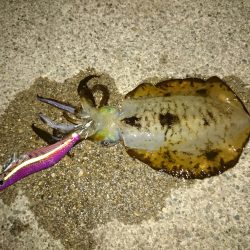 ボウズ覚悟からの・・・釣れた!