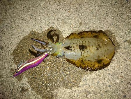 ボウズ覚悟からの・・・釣れた！