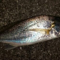 夕方にイシモチ