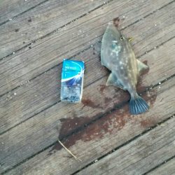 ウマヅラハギ25cm