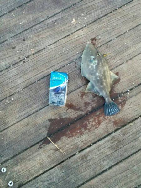 ウマヅラハギ25cm