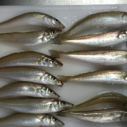 ちょい投げでキス！