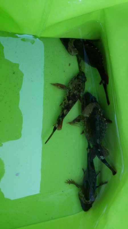 ガシラGETで締め！！