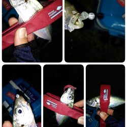 朝マヅメ狙いでアジング