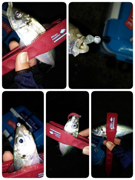 朝マヅメ狙いでアジング