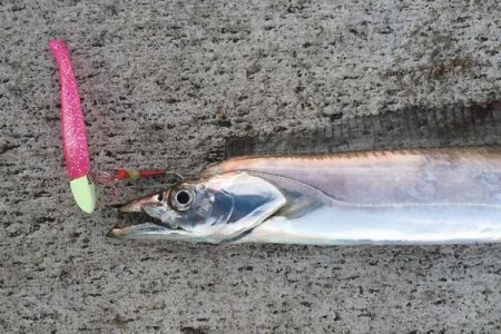 神戸港湾奧タチウオ成長中