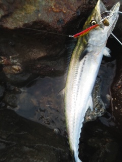 サゴシ朝練　続