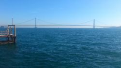 カレイはいずこへ・・・