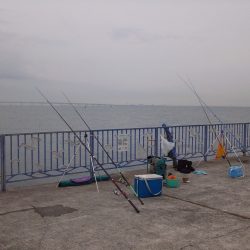 貝塚人工島で小さなカレイ