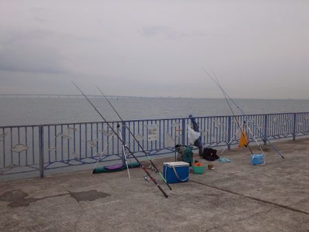 貝塚人工島で小さなカレイ