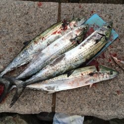 まだサゴシがいました