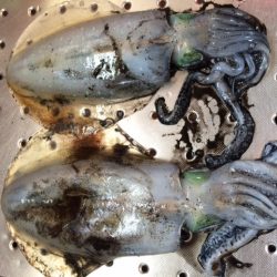 ジギングでサゴシ