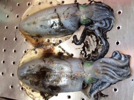 ジギングでサゴシ