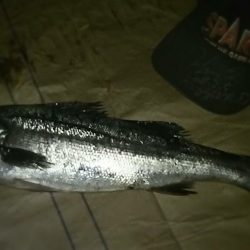 友達から頂いたトップで一発でした。