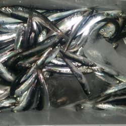 サビキでイワシ♪