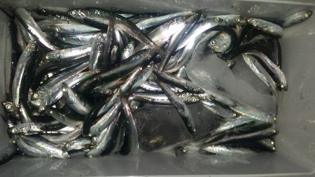 サビキでイワシ♪