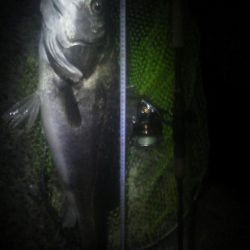 ランカーシーバス