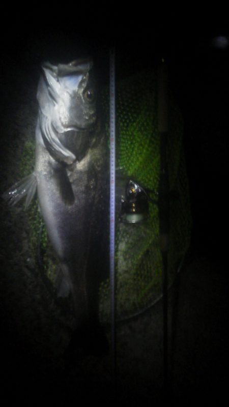 ランカーシーバス