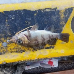 デイメバリング♪