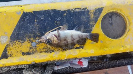 デイメバリング♪