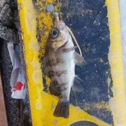 デイメバリング♪