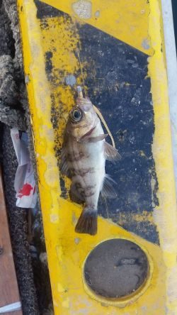 デイメバリング♪