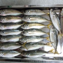 高砂埋立地 西風対応ポイントでプリプリのアジ!