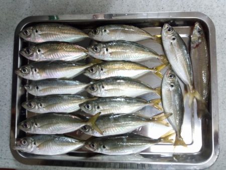 高砂埋立地　西風対応ポイントでプリプリのア…