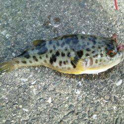 今年最後の釣り