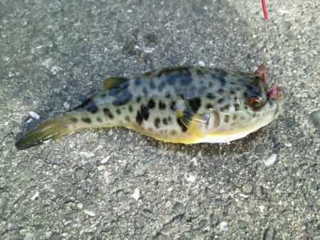 今年最後の釣り