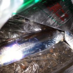 久々のタチウオチャレンジ