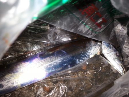 久々のタチウオチャレンジ