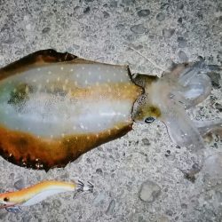 まだ釣れました！